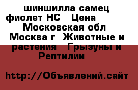 шиншилла самец фиолет НС › Цена ­ 2 500 - Московская обл., Москва г. Животные и растения » Грызуны и Рептилии   